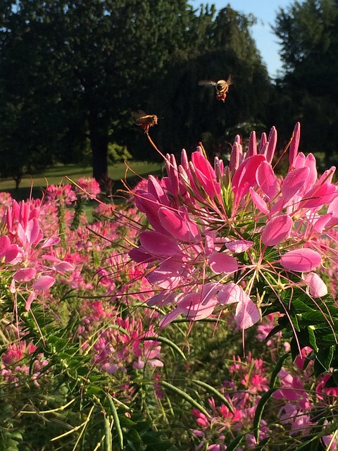 Free Flower Pink photo and picture