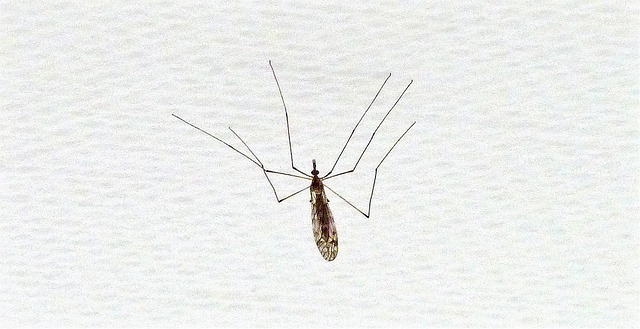 Free Insects Kerfe photo and picture