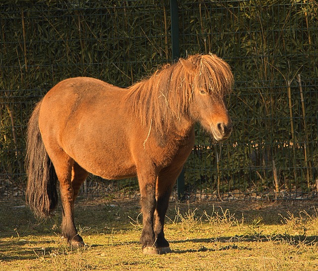 Free Horse Sun photo and picture