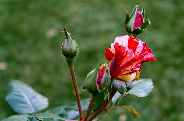 Free Rose Rose Flower photo and picture