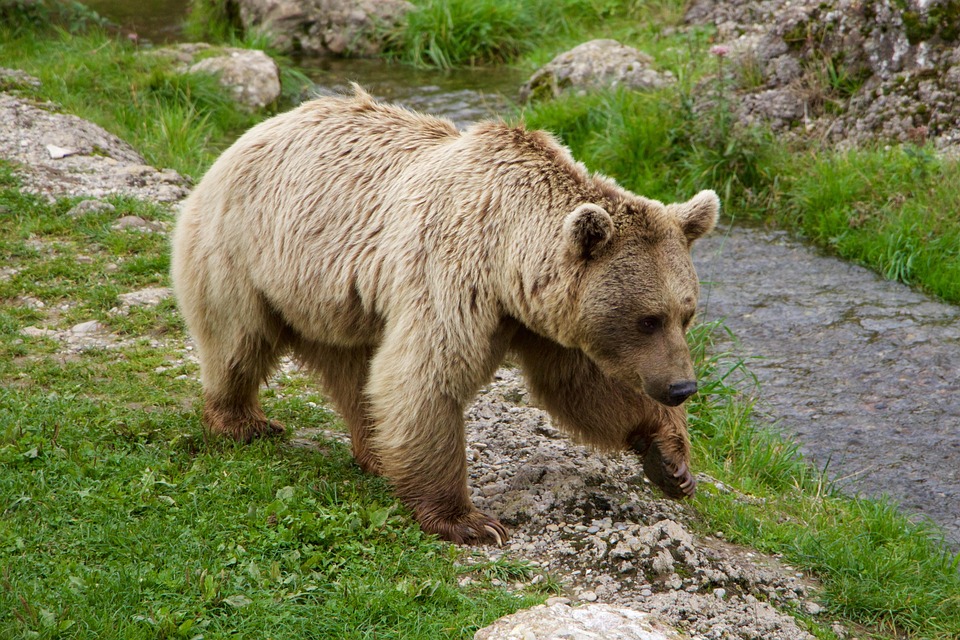Natur Tiere Braunb r Sibirischer Kostenloses Foto Auf Pixabay Natur Tiere Braunb r Sibirischer Kostenloses Foto Auf Pixabay
