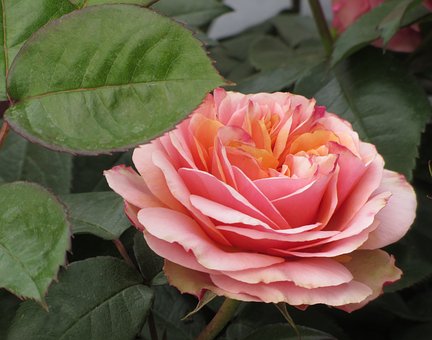 Rosa, Rosa Rosada, Flor, Rosa Flores