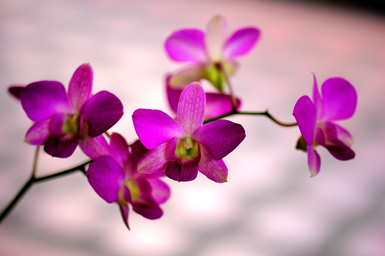 Flowers - free online jigsaw puzzle photo