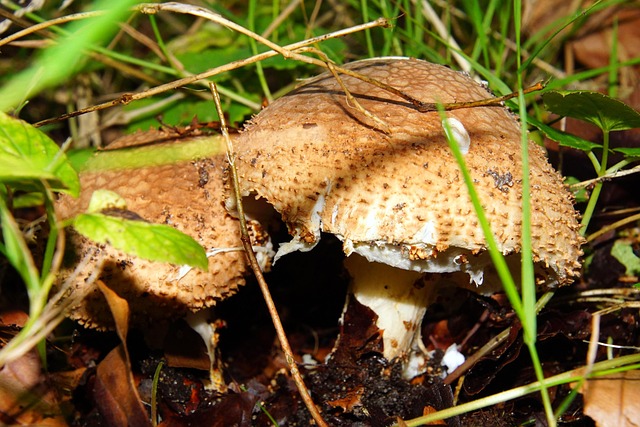 Free Mushrooms Forest photo and picture