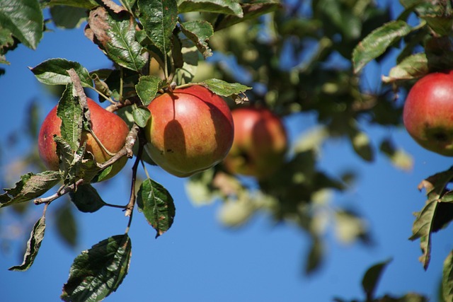 Free Apples Fruit photo and picture