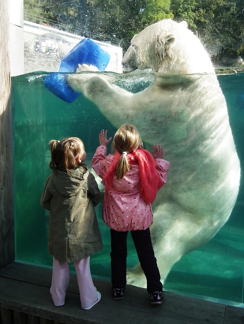 Free Icebear Big photo and picture