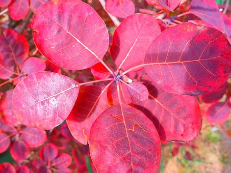 Free Plant Nature photo and picture