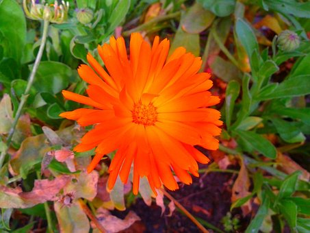 Free Plant Nature photo and picture