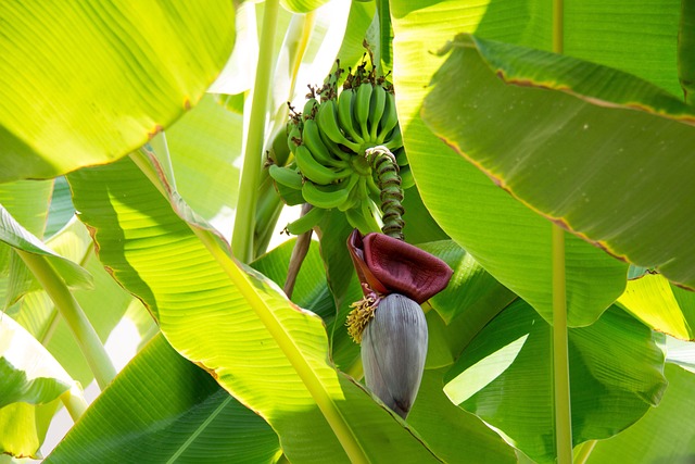 Free Banana Plant photo and picture
