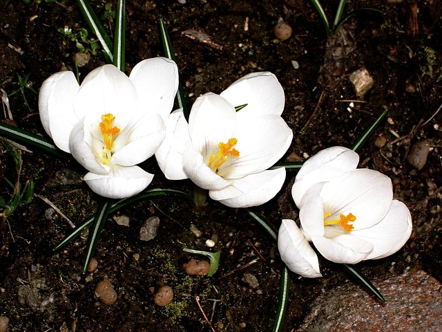 Krokus, Haven, Vinter