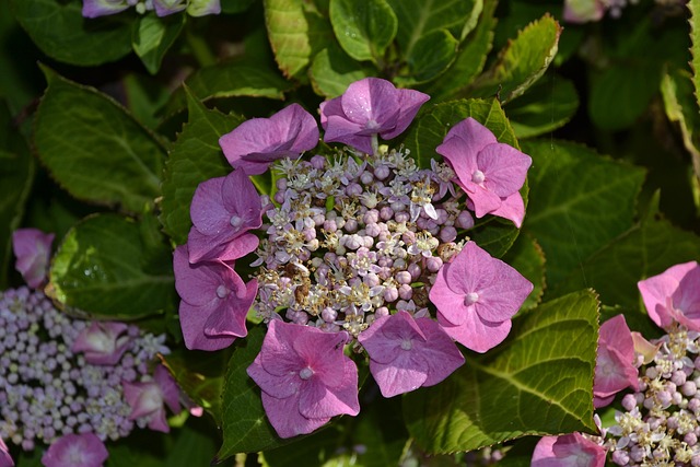 Hortensia, Buket, Haven