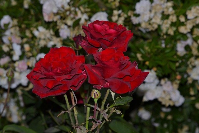 Rød, Rose, Bryllup, Passion, Have