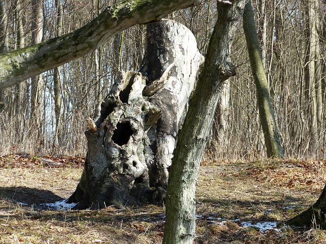 Vinter, Skov, Vandet