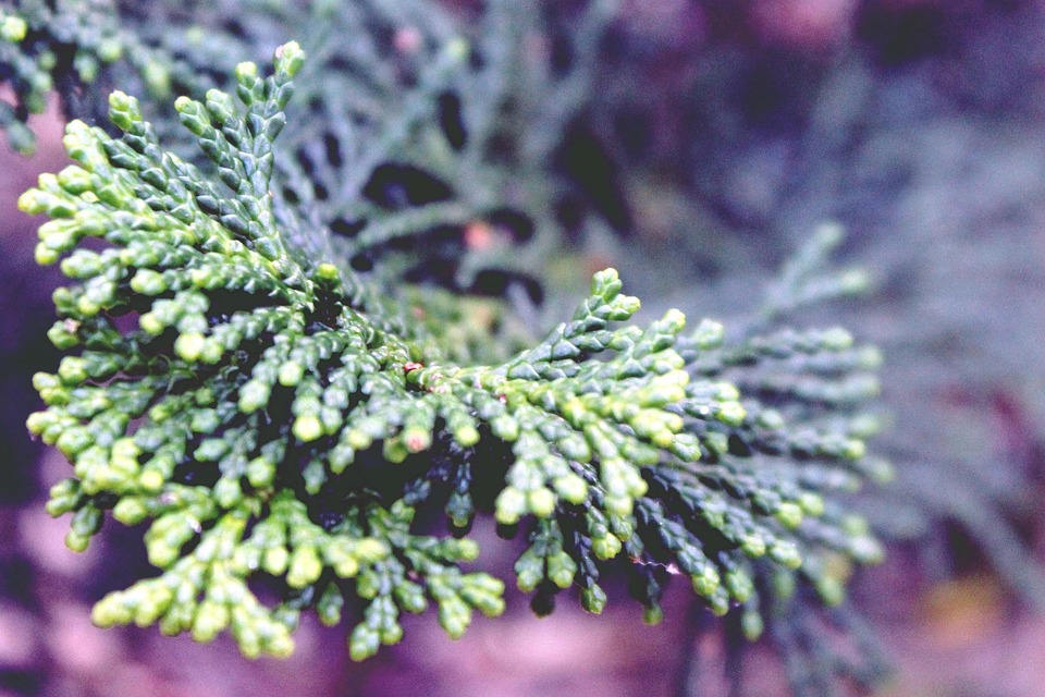 Cypress, Ramo, Ramo Di Cipresso, Cypress Sotto Vetro