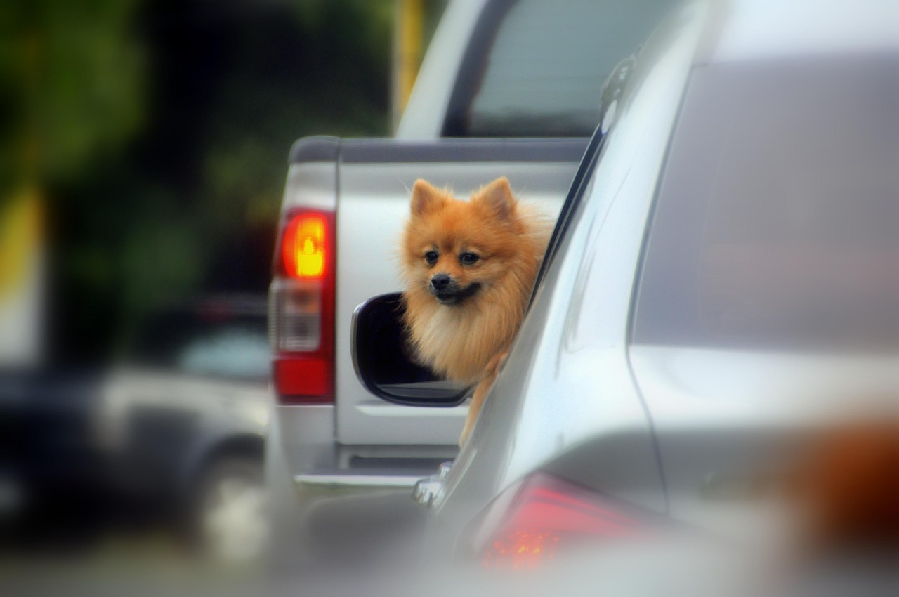 Dog - free online jigsaw puzzle photo