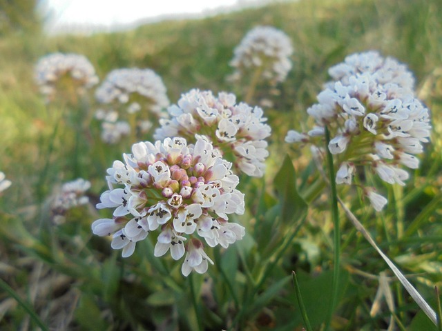 Free Flower White photo and picture