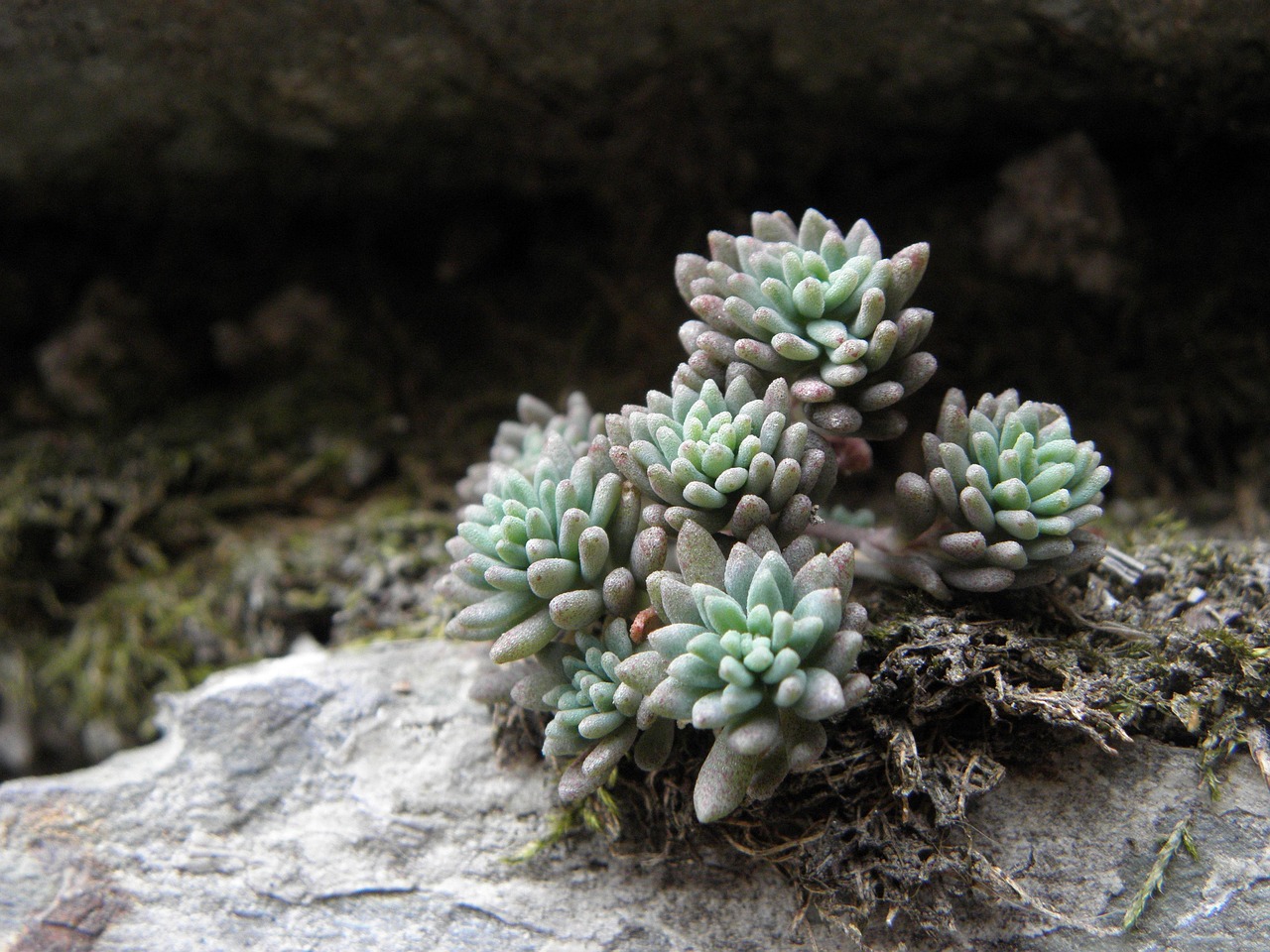 Planta Roca Vegetación - Foto gratis en Pixabay - Pixabay