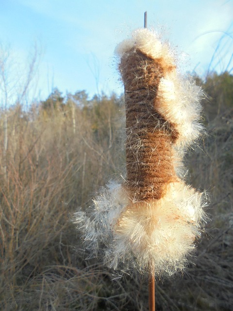 Free Reed Dissolve photo and picture