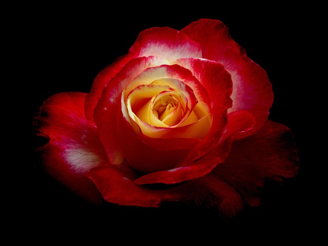 Rose, Rosenblomst, Blomst Tapet, Blomst