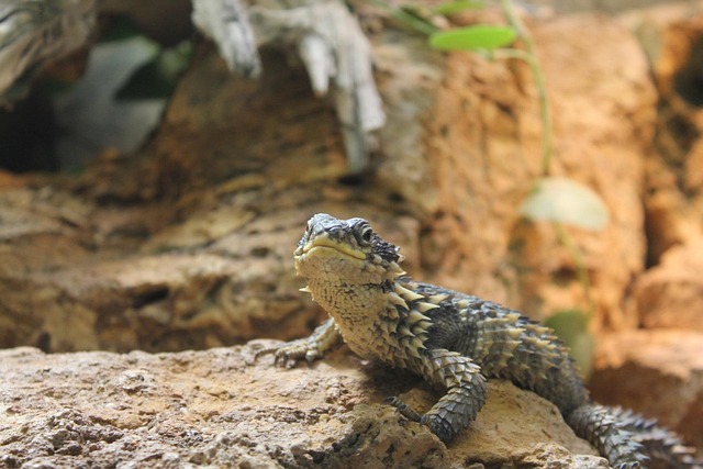 Free Reptile Zoo photo and picture