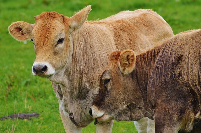 Free Cows Nature photo and picture