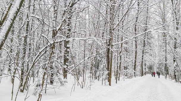 Free Winter Landscape photo and picture