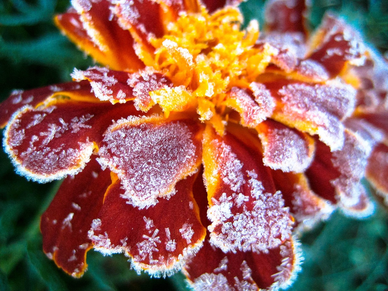 Flower Frost Red Free photo on Pixabay Pixabay