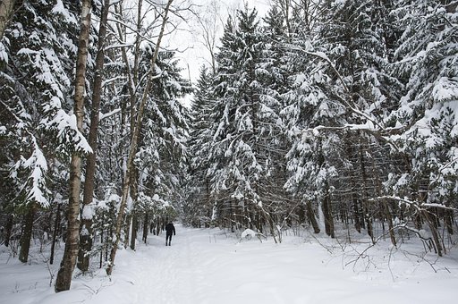 Free Winter Snow photo and picture