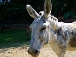 donkey, grayish-white, hoofed animals