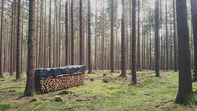 Free Forest Wood photo and picture