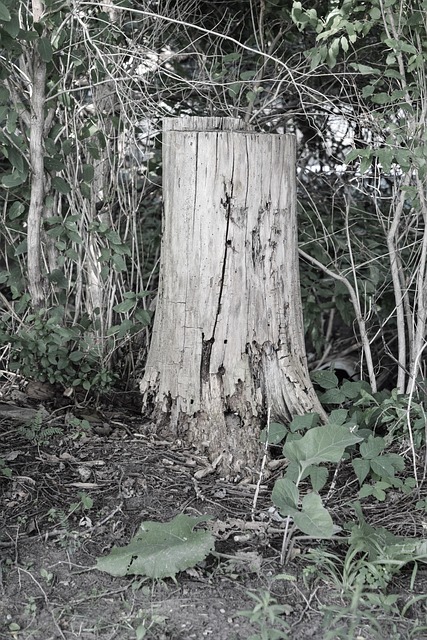 Free Stump Tree Stump photo and picture