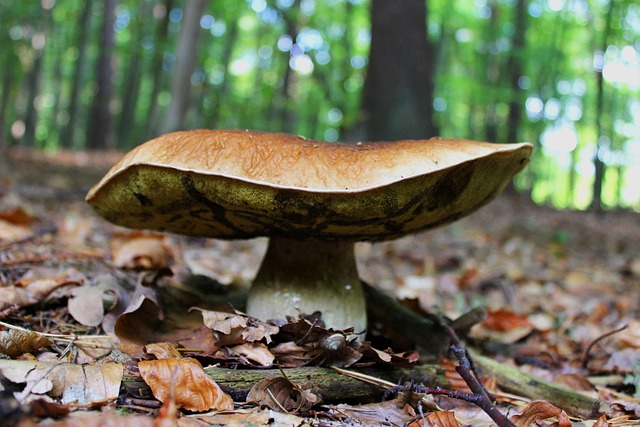 Free Mushroom Nature photo and picture