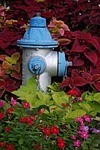 fire hydrant, hydrant, blue