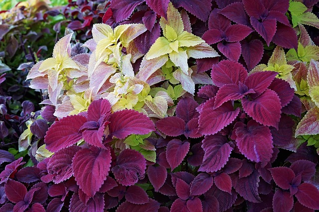 Free Flower Plant photo and picture