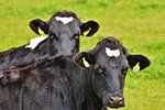 cows, black, cow
