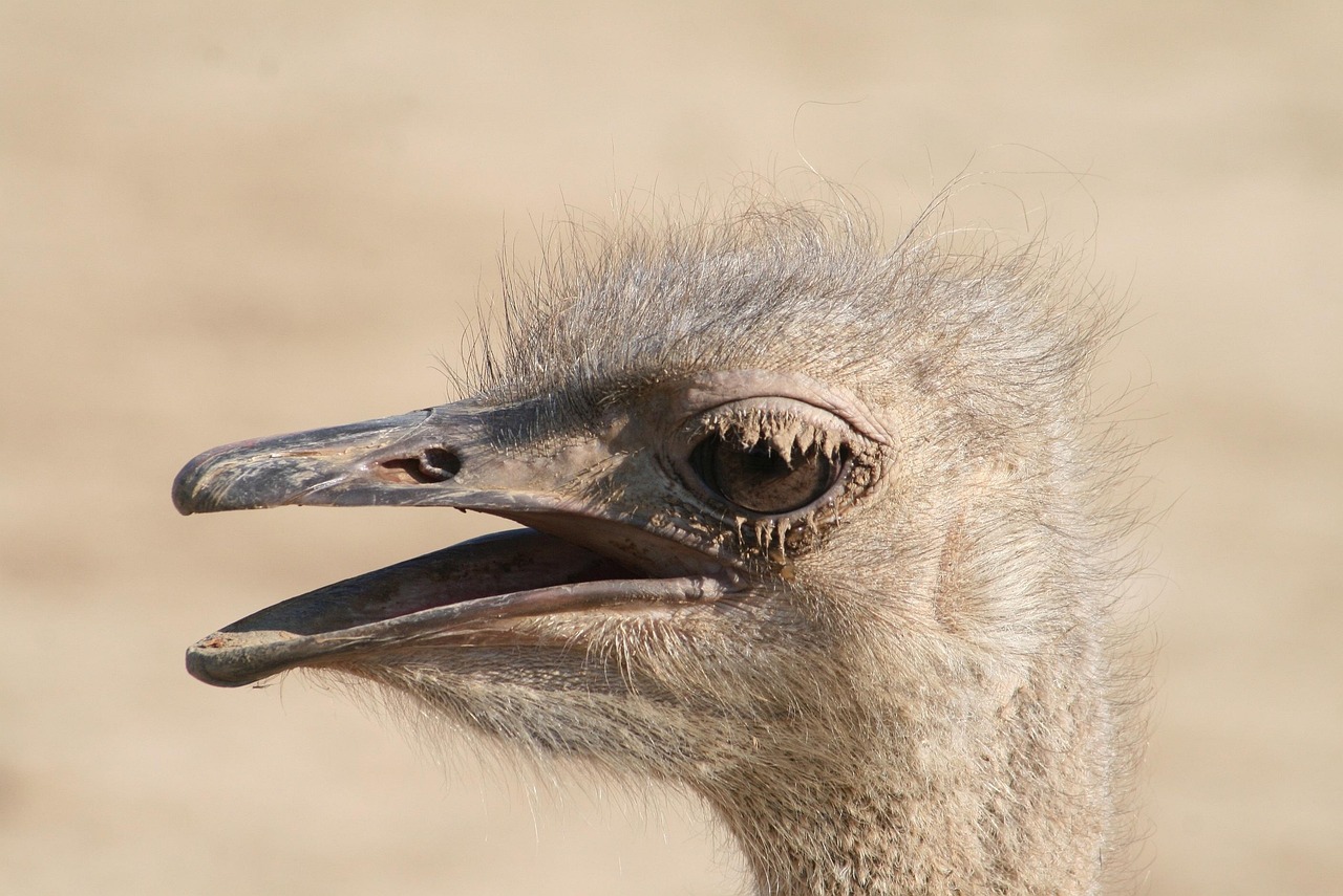 nature-982187_1280.jpg