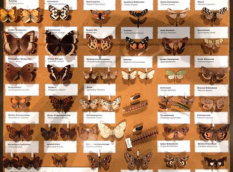 Free Butterflies Collection photo and picture