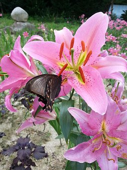 Flowers Butterfly Nature Swallowtail Flowers Butterfly Nature Swallowtail