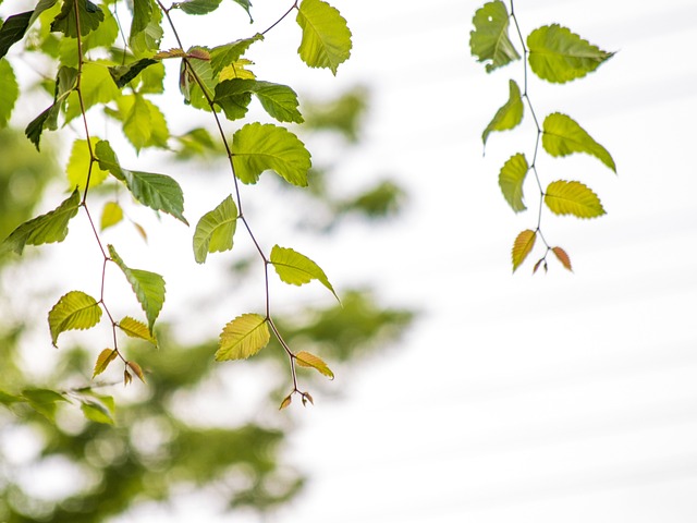 Free Landscape Tree Leaf photo and picture