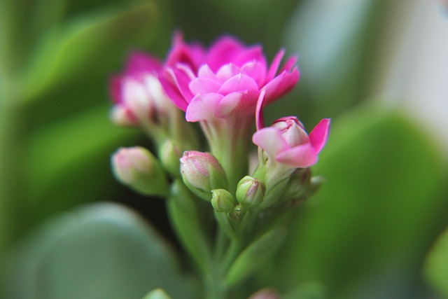 Free Flower Flower Wallpaper photo and picture