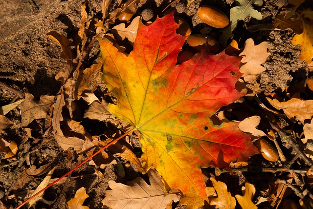 Free Leaf Lake photo and picture