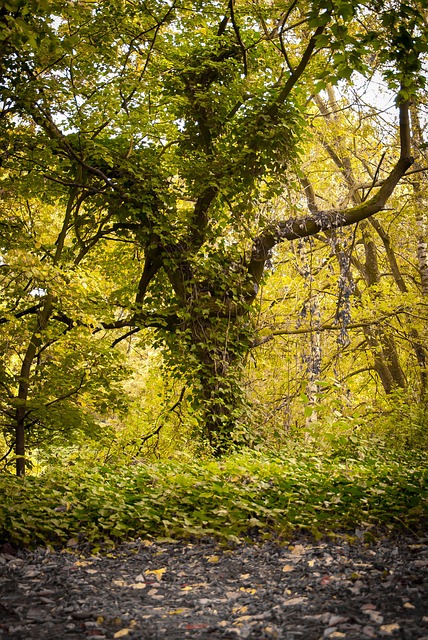Free Tree Grown Together photo and picture