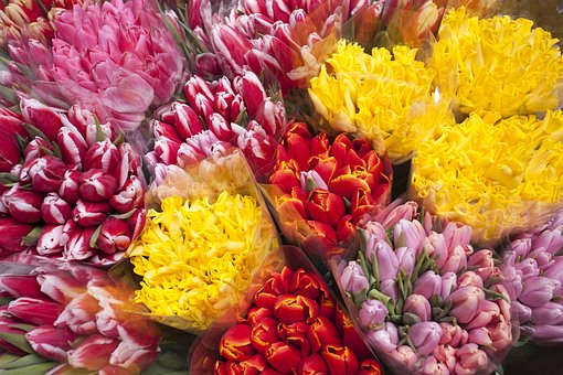 Free Tulips Flowers photo and picture