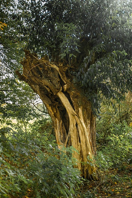 Free Tree Forest photo and picture