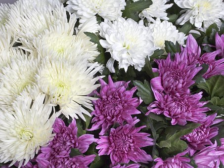 Free Chrysanthemums Flowers photo and picture
