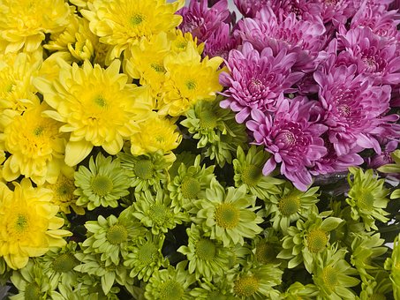 Free Flowers Bright photo and picture