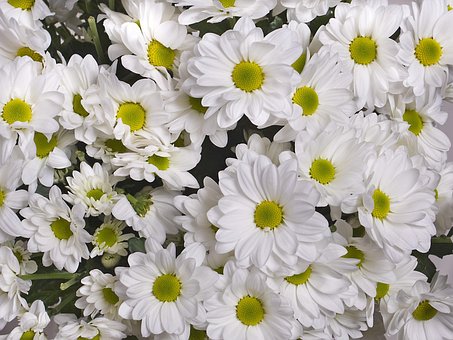 Free Chrysanthemum White photo and picture