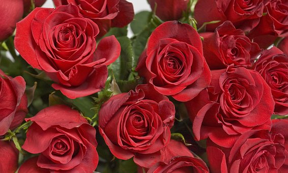 Free Roses Nature photo and picture