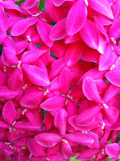 Free Flower Pink photo and picture