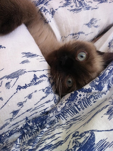 Free Kitten Playful photo and picture